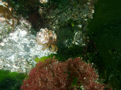 Pagurus granosimanus