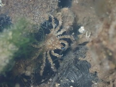 Pyromaia tuberculata