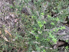Prostanthera hirtula