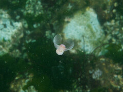 Gastropteron pacificum