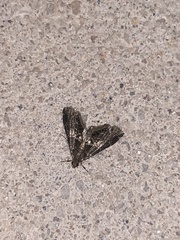 Usingeriessa onyxalis