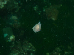 Gastropteron pacificum