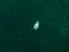 Gastropteron pacificum