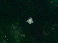 Gastropteron pacificum