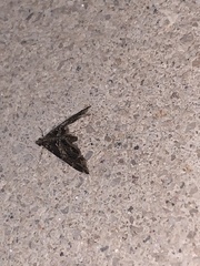 Usingeriessa onyxalis
