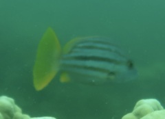 Lutjanus carponotatus