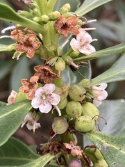 Myoporum