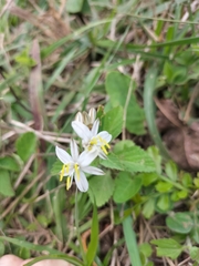 Chlorophytum saundersiae