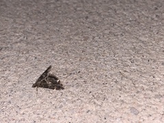 Usingeriessa onyxalis