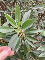 Myoporum