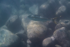 Seriola lalandi