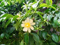 Pereskia