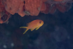Pseudanthias squamipinnis