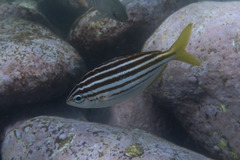 Atypichthys strigatus