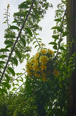 Pereskia