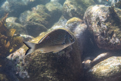 Acanthopagrus australis