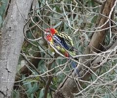 Platycercus eximius eximius