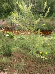 Gomphocarpus
