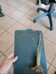 Eragrostis chloromelas