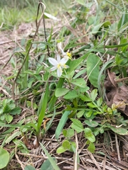 Chlorophytum saundersiae