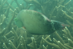 Cheilinus chlorourus