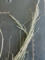 Eragrostis chloromelas