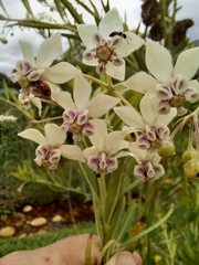 Gomphocarpus