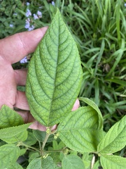 Callicarpa pedunculata