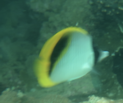 Chaetodon lineolatus