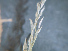 Eragrostis chloromelas