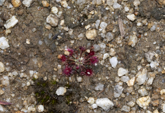 Drosera pygmaea