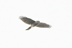 Accipiter gularis