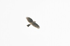 Accipiter gularis