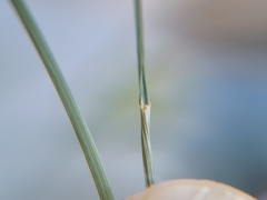 Eragrostis chloromelas