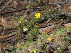 Hibbertia prostrata