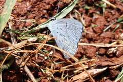 Eirmocides absimilis