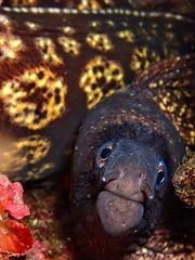 Muraena helena