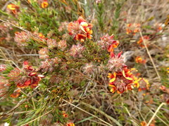Pultenaea humilis