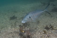 Pseudocaranx georgianus