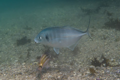 Pseudocaranx georgianus