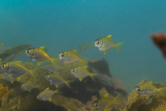 Schuettea scalaripinnis