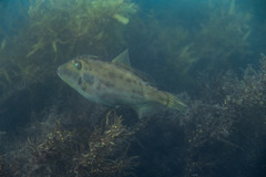 Scobinichthys granulatus