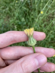 Urospermum picroides