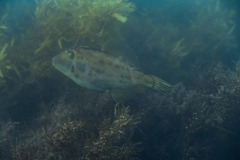 Scobinichthys granulatus