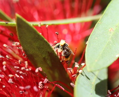Tetragonula carbonaria