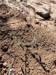 Palafoxia arida arida