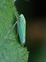 Graphocephala atropunctata