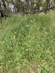 Urospermum picroides