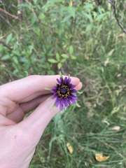 Tragopogon porrifolius
