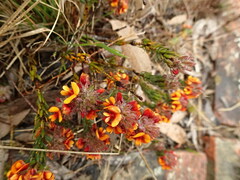 Pultenaea humilis